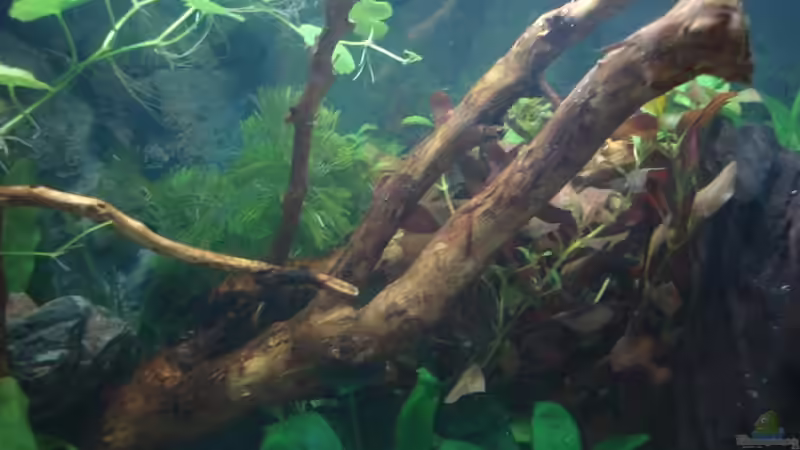 Dekoration im Aquarium Betta Imbellis (BECKEN NICHT MEHR IN BETRIEB) von Laura (16)