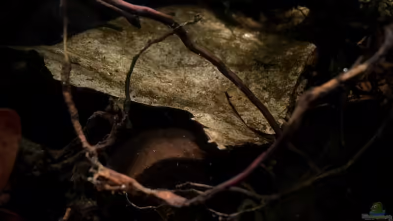 Dekoration im Aquarium Betta Rubra &quot;Aceh&quot; von Jaenu00 (2)