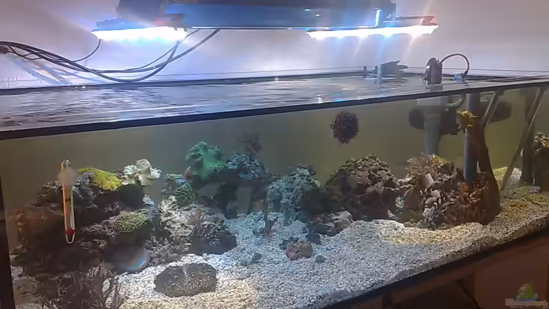 Dekoration im Aquarium BIKINI BOTTOM von Spongebob (15)