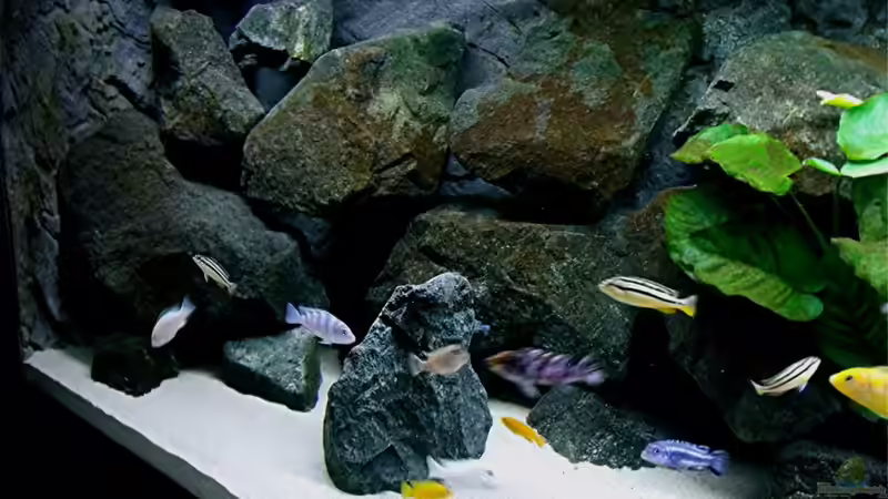 Dekoration im Aquarium Bilskirnir von T H O R (38)