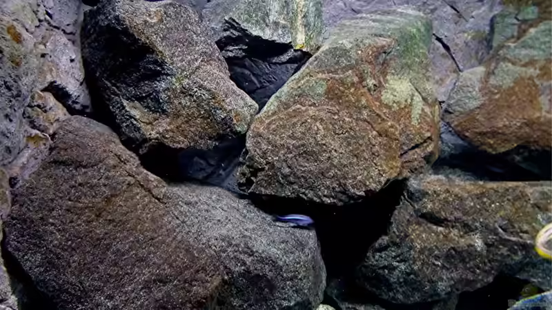 Dekoration im Aquarium Bilskirnir von T H O R (39)