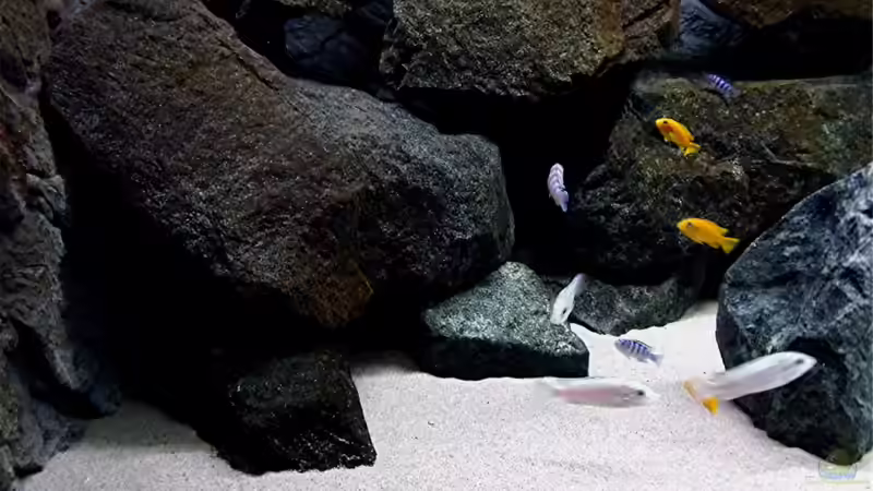 Dekoration im Aquarium Bilskirnir von T H O R (40)