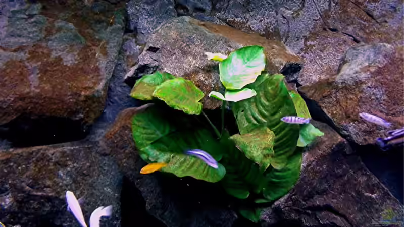 Dekoration im Aquarium Bilskirnir von T H O R (41)