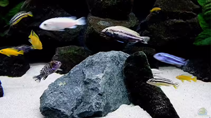 Dekoration im Aquarium Bilskirnir von T H O R (44)