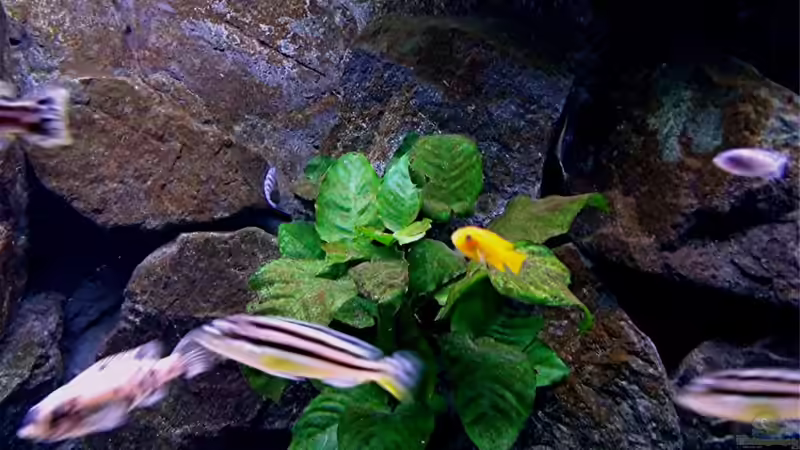 Dekoration im Aquarium Bilskirnir von T H O R (45)