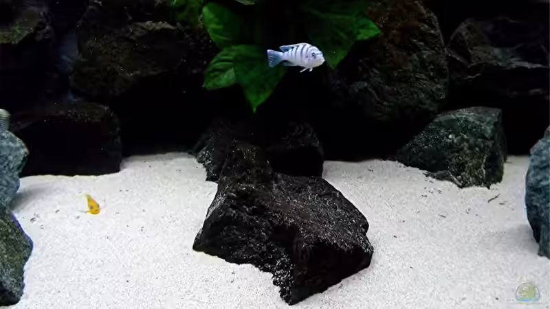 Dekoration im Aquarium Bilskirnir von T H O R (46)