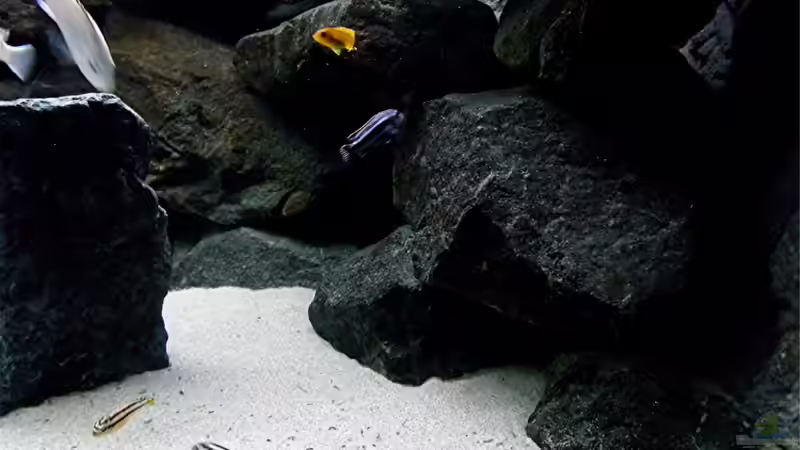 Dekoration im Aquarium Bilskirnir von T H O R (48)