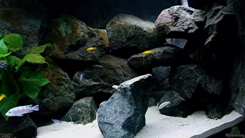Dekoration im Aquarium Bilskirnir von T H O R (49)