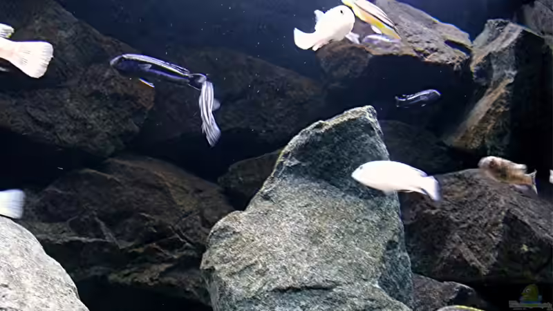 Dekoration im Aquarium Bilskirnir von T H O R (51)