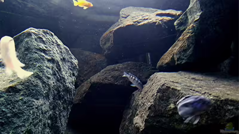 Dekoration im Aquarium Bilskirnir von T H O R (52)