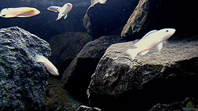 Dekoration im Aquarium Bilskirnir von T H O R (53)