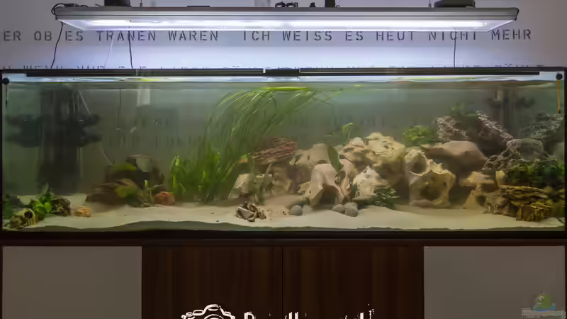 Dekoration im Aquarium Bis zum bitteren Ende von Martin Pröll (3)