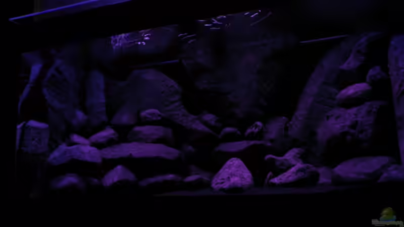 Dekoration im Aquarium BLACK ROCK von LaEy (14)