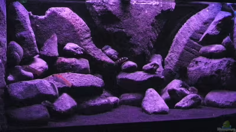 Dekoration im Aquarium BLACK ROCK von LaEy (22)