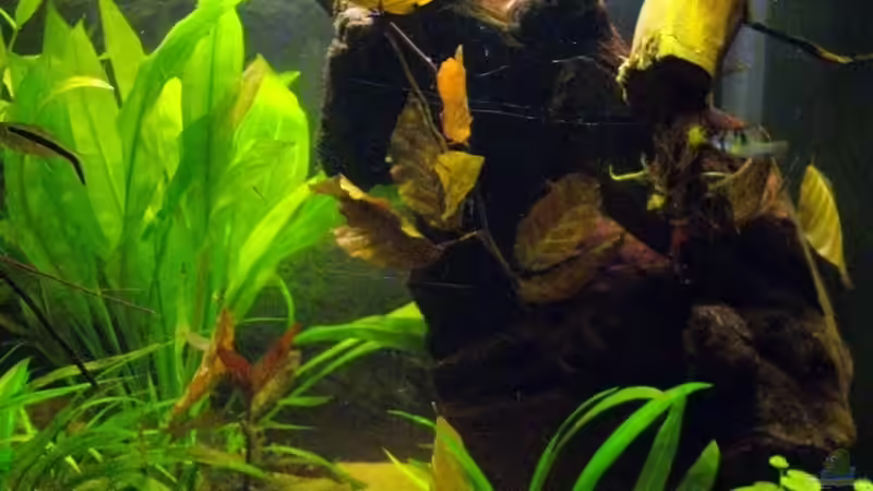 Dekoration im Aquarium Blätterwald Amazoniens von Caricciola (17)