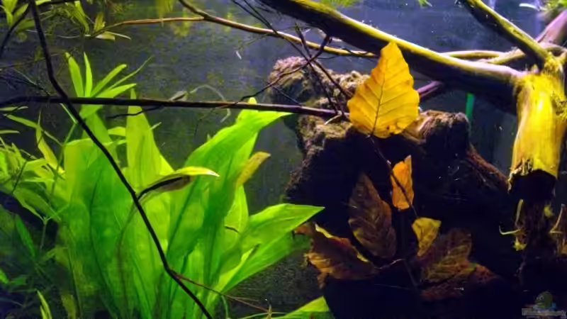 Dekoration im Aquarium Blätterwald Amazoniens von Caricciola (18)