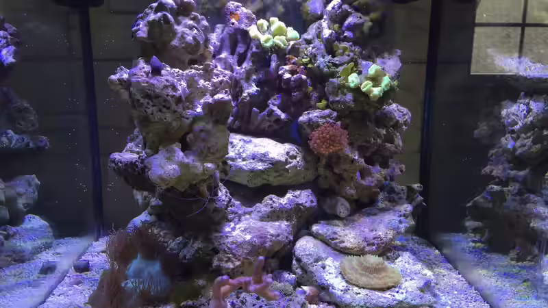 Dekoration im Aquarium Blaue Ecke von Cyano-Kanone (4)