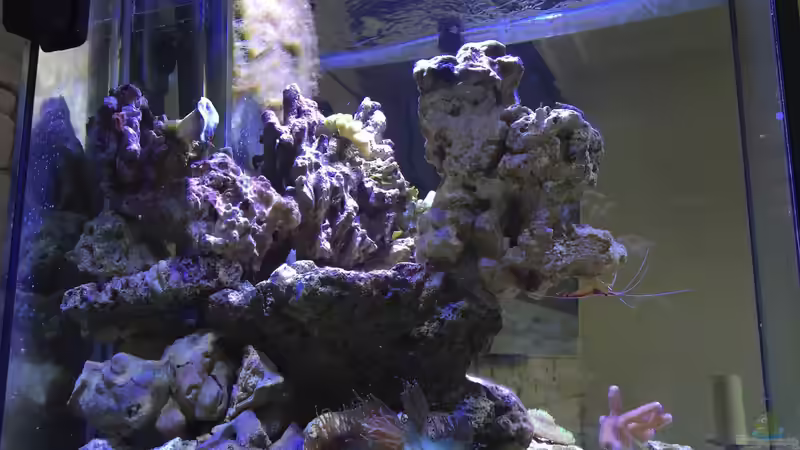 Dekoration im Aquarium Blaue Ecke von Cyano-Kanone (5)