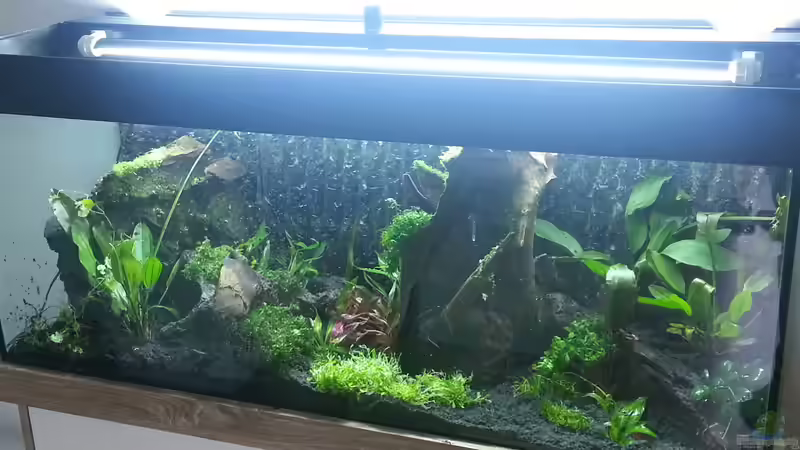 Dekoration im Aquarium Blaulinge im Grünen von Yvonne Storms (18)