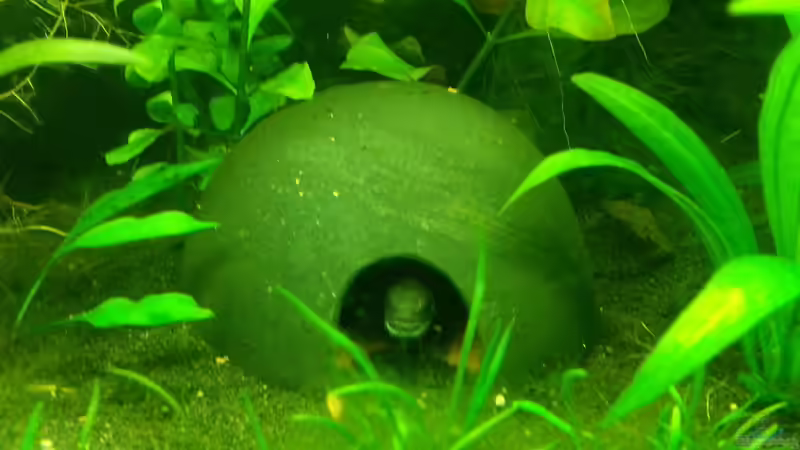 Dekoration im Aquarium Blaulinge im Grünen von Yvonne Storms (19)