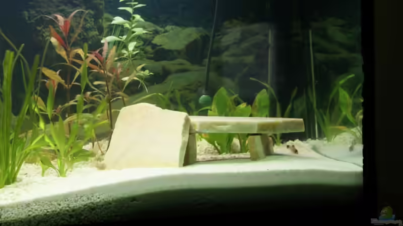 Dekoration im Aquarium Blaupunkt und Sajica von Bastian & Sandra (10)