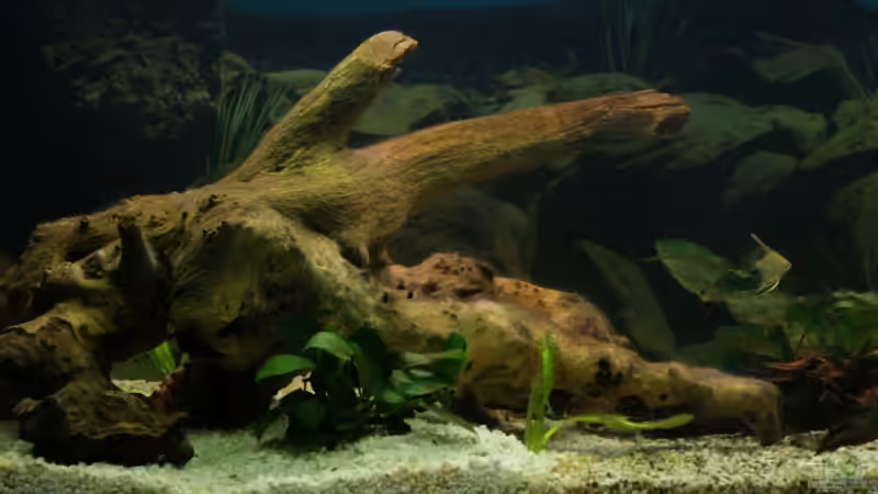 Dekoration im Aquarium Blaupunkt und Sajica von Bastian & Sandra (9)