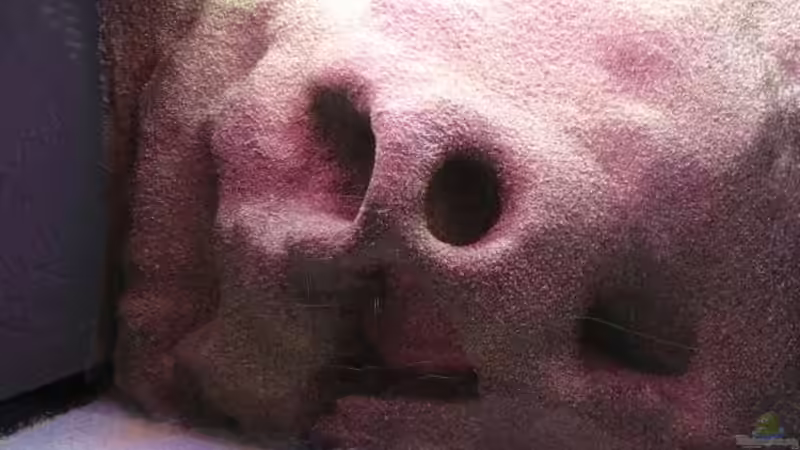 Dekoration im Aquarium Blixas Becken von Blixa (12)