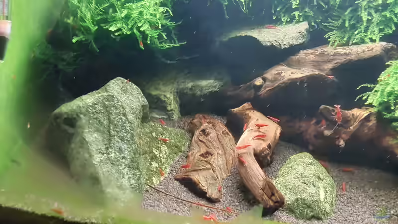 Dekoration im Aquarium Bloody Mary die 2. von Oliver Brehme (3)