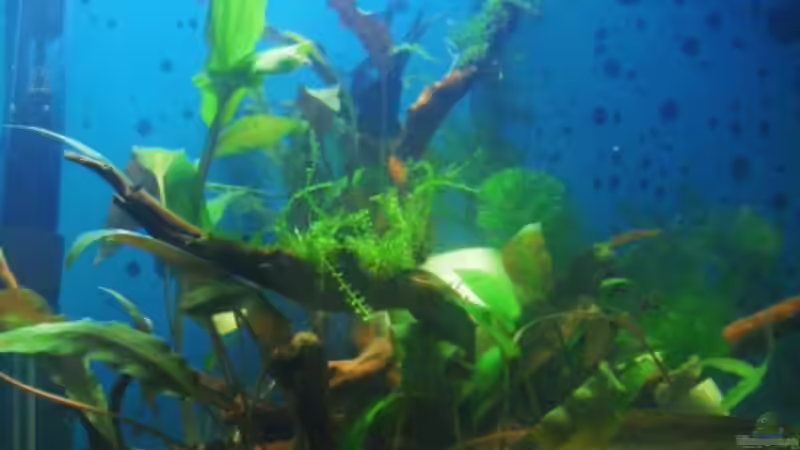 Dekoration im Aquarium Blue Cube von MiCa (10)