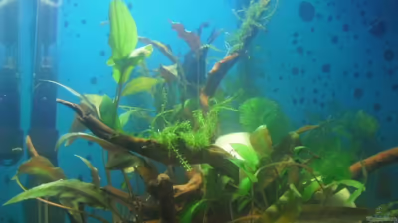 Dekoration im Aquarium Blue Cube von MiCa (11)