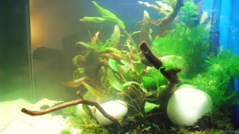 Dekoration im Aquarium Blue Cube von MiCa (9)