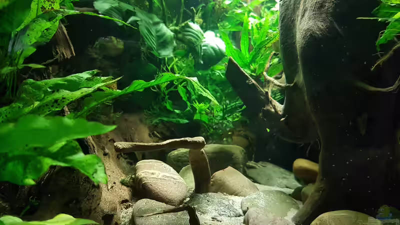 Dekoration im Aquarium Blue Dempsey von Rabunz3l (10)