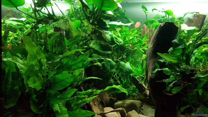 Dekoration im Aquarium Blue Dempsey von Rabunz3l (11)