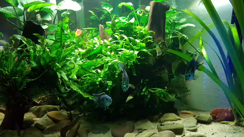 Dekoration im Aquarium Blue Dempsey von Rabunz3l (7)