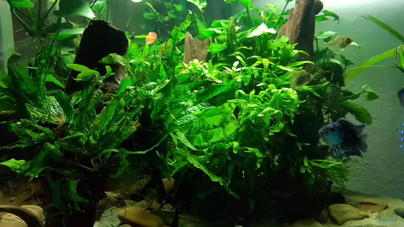 Dekoration im Aquarium Blue Dempsey von Rabunz3l (8)