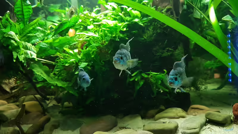 Dekoration im Aquarium Blue Dempsey von Rabunz3l (9)