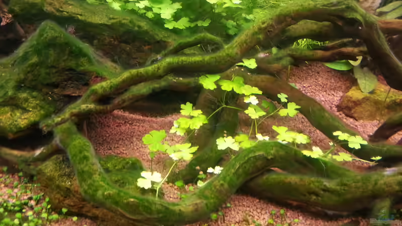 Dekoration im Aquarium Blue-Eyed Angels (nur noch Beispiel) von Nick3 (36)