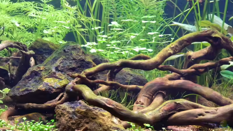 Dekoration im Aquarium Blue-Eyed Angels (nur noch Beispiel) von Nick3 (37)