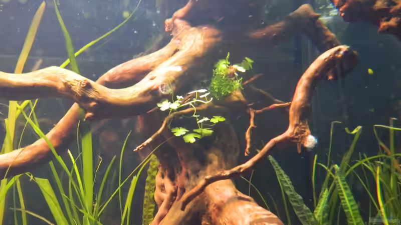 Dekoration im Aquarium Blue-Eyed Angels (nur noch Beispiel) von Nick3 (39)