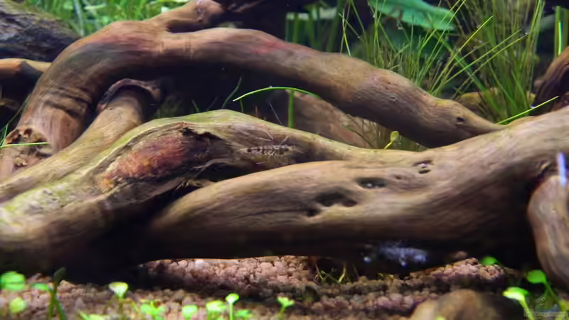 Dekoration im Aquarium Blue-Eyed Angels (nur noch Beispiel) von Nick3 (41)