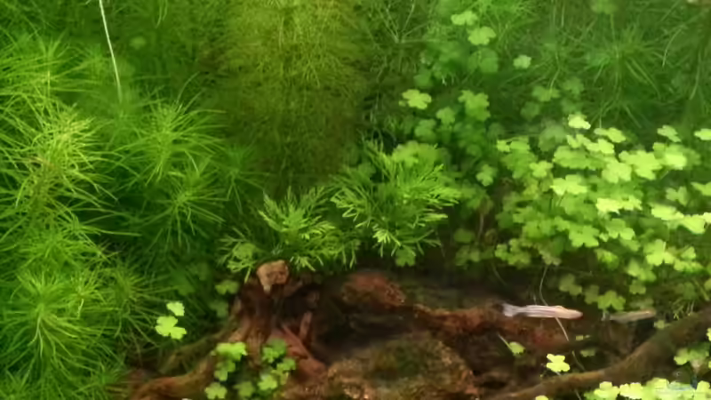 Dekoration im Aquarium Blue-Eyed Angels (nur noch Beispiel) von Nick3 (42)