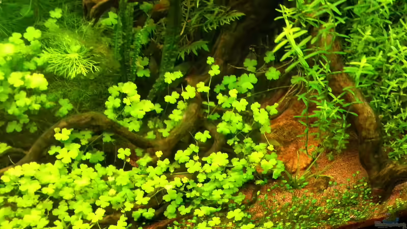 Dekoration im Aquarium Blue-Eyed Angels (nur noch Beispiel) von Nick3 (44)