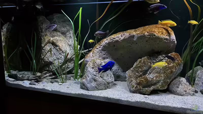 Dekoration im Aquarium blue malawi (wurde aufgelöst) von AW. (10)