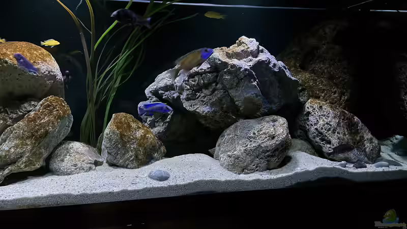 Dekoration im Aquarium blue malawi (wurde aufgelöst) von AW. (11)