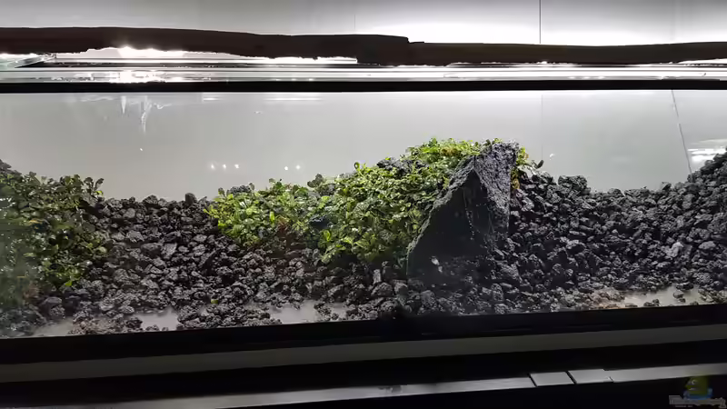 Dekoration im Aquarium Borneo Wild von AquaTobi90 (24)