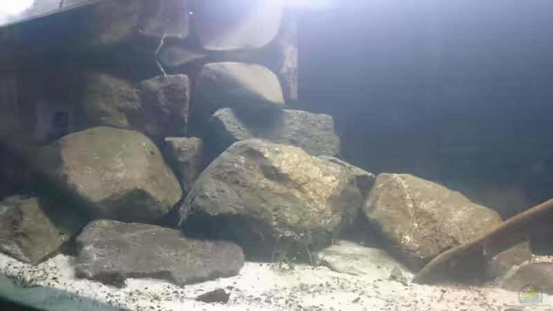 Dekoration im Aquarium Brackwasser Paludarium von David Hartleib (2)