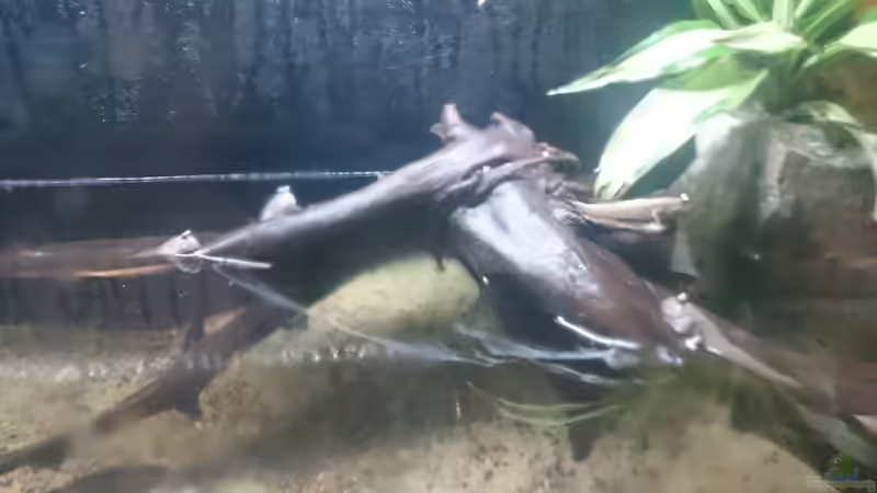 Dekoration im Aquarium Brackwasser Paludarium von David Hartleib (3)