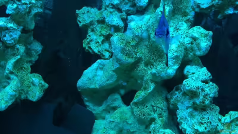 Dekoration im Aquarium Brackwasserbecken von _JWoww_ (8)