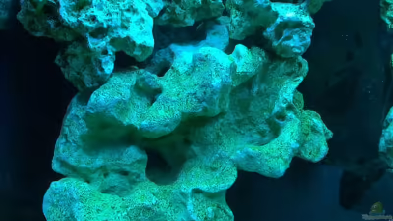 Dekoration im Aquarium Brackwasserbecken von _JWoww_ (9)