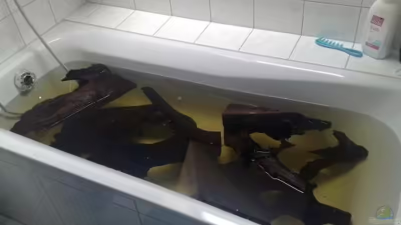 Dekoration im Aquarium Brasilien Amazonas (aufgelöst) von Zigermandli (8)